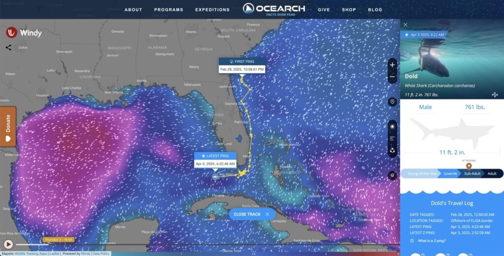 Ocearch shark tracker